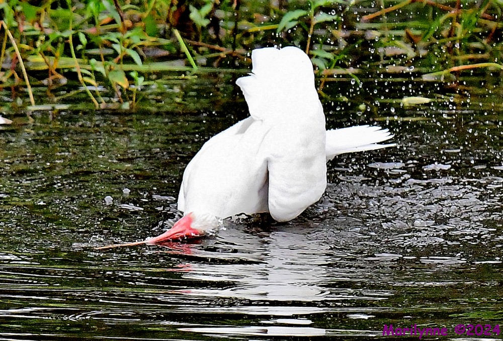 DSC_3350_001.JPG