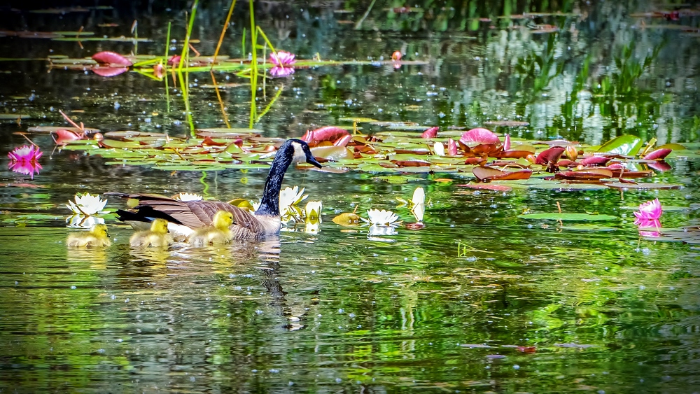 DSC_3351-Edit.jpg
