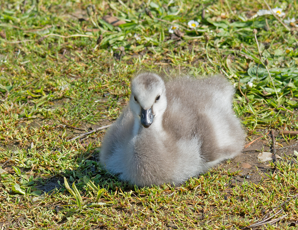 DSC_3352.jpg