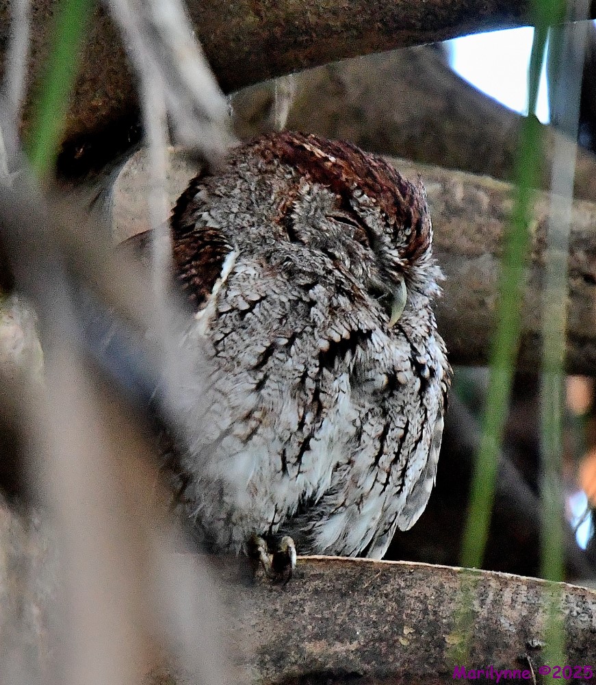 DSC_3354_001.JPG