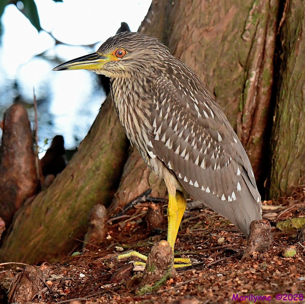 DSC_3356_001.JPG