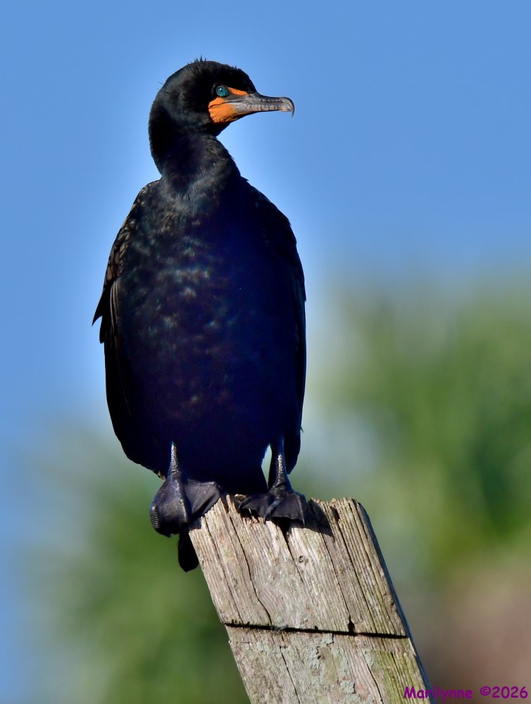 DSC_3357_001.JPG