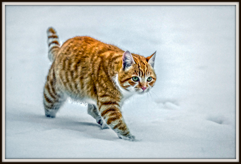 DSC_3359-Edit-001.jpg