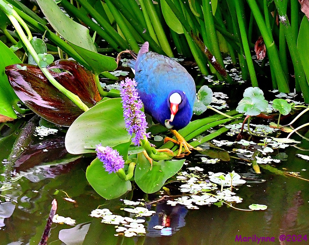 DSC_3360_001.JPG