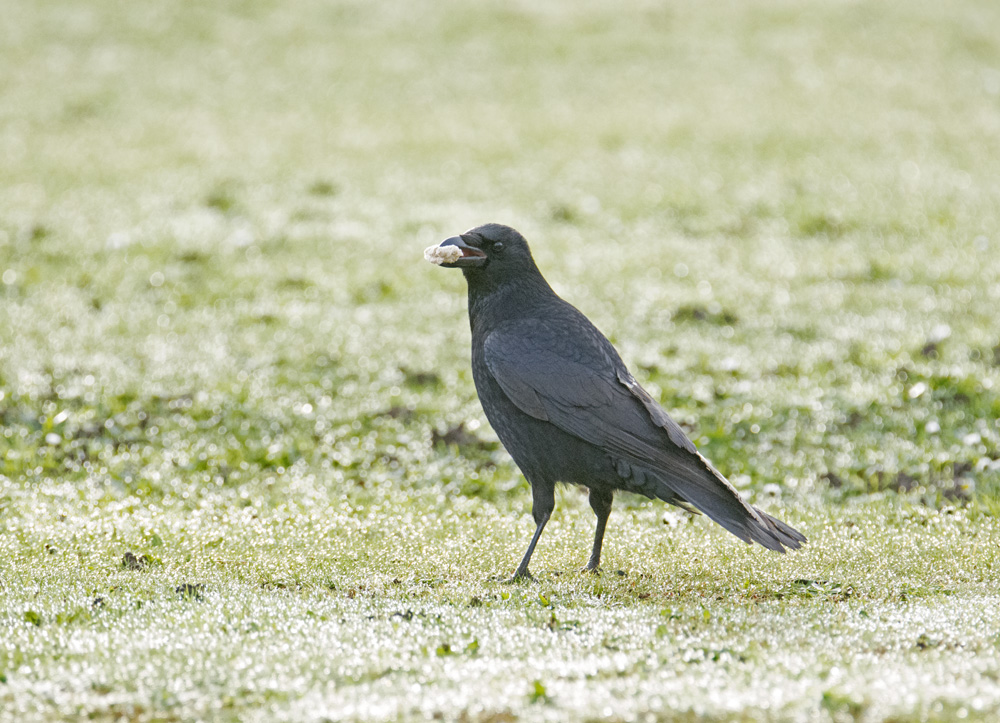 DSC_3361.jpg