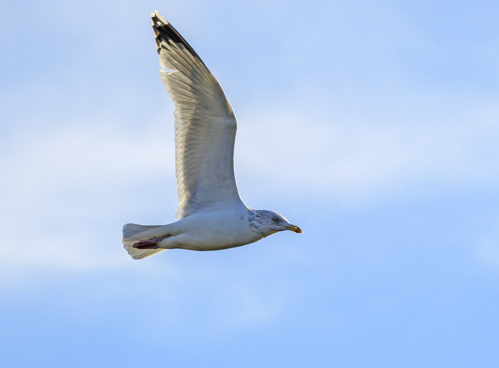 DSC_3361.jpg
