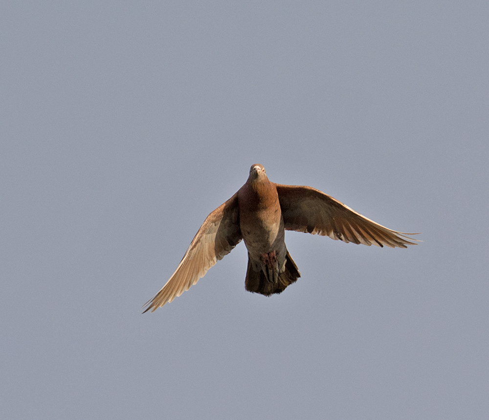 DSC_3363.jpg