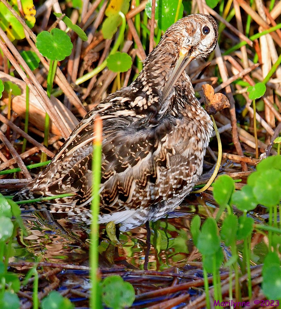 DSC_3363_001.JPG