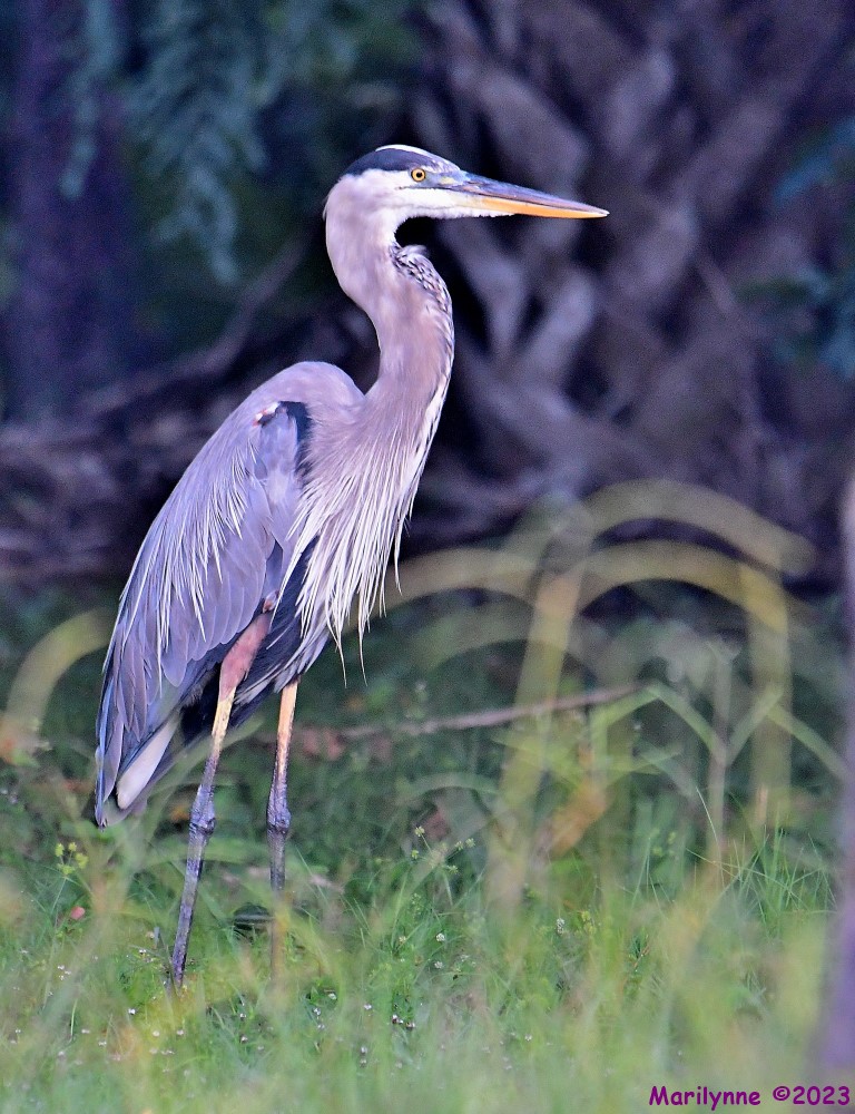 DSC_3364_001.JPG