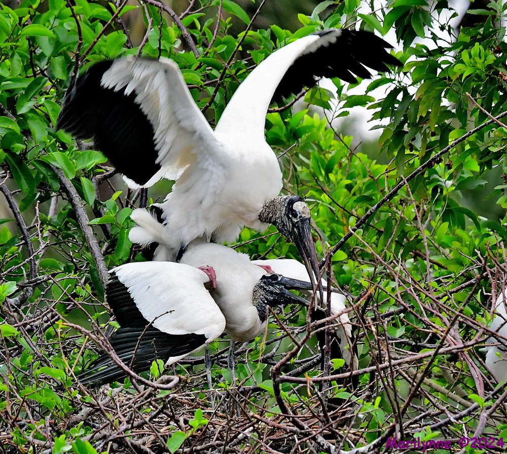 DSC_3364_001.JPG
