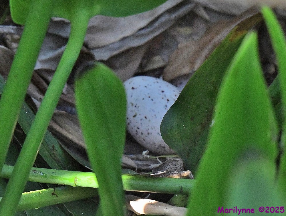 DSC_3364_001.JPG