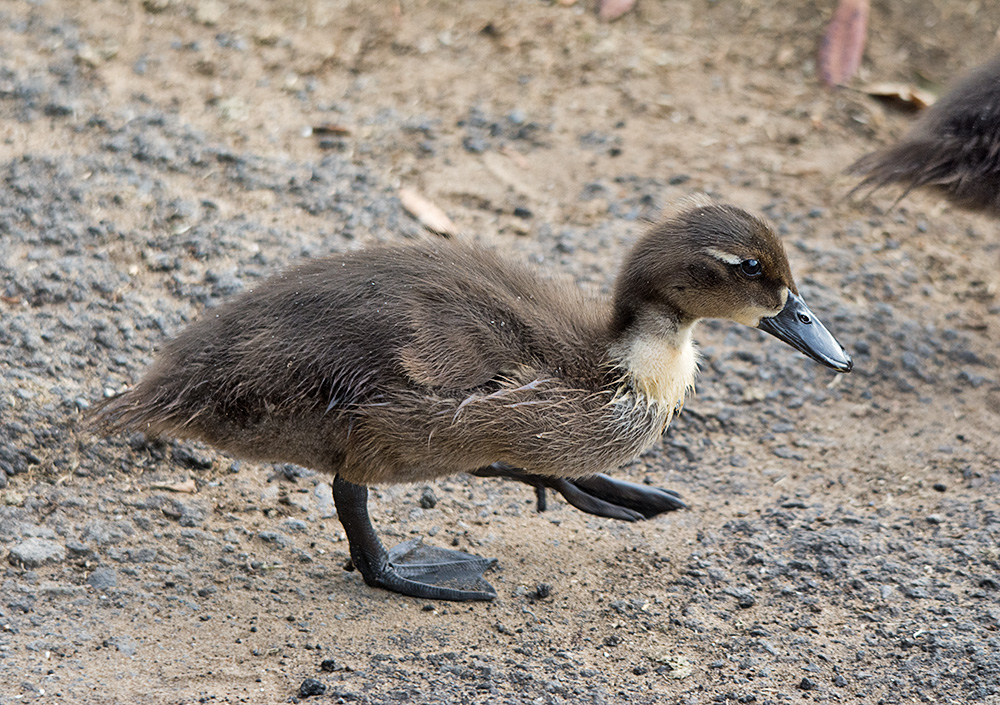 DSC_3365.jpg