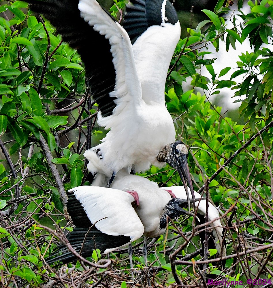 DSC_3365_001.JPG