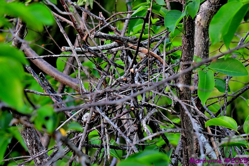 DSC_3365_001.JPG