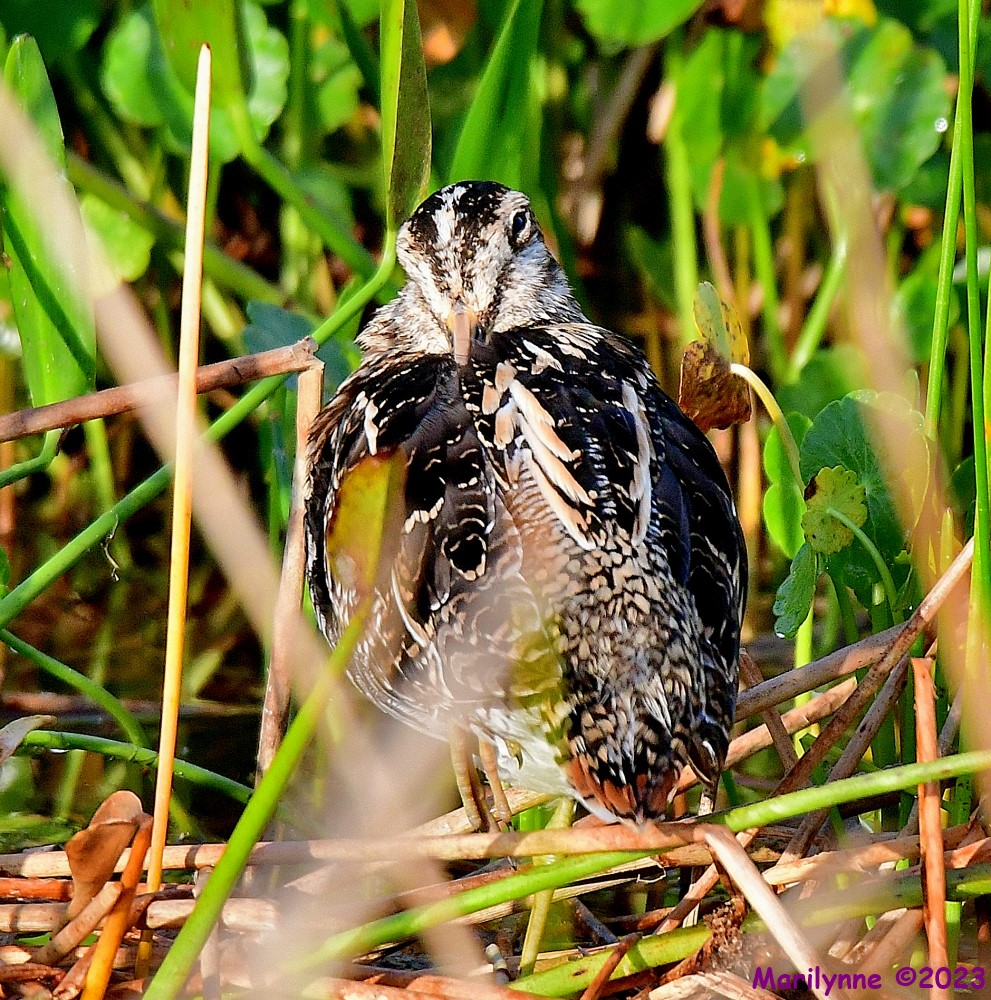 DSC_3366_001.JPG
