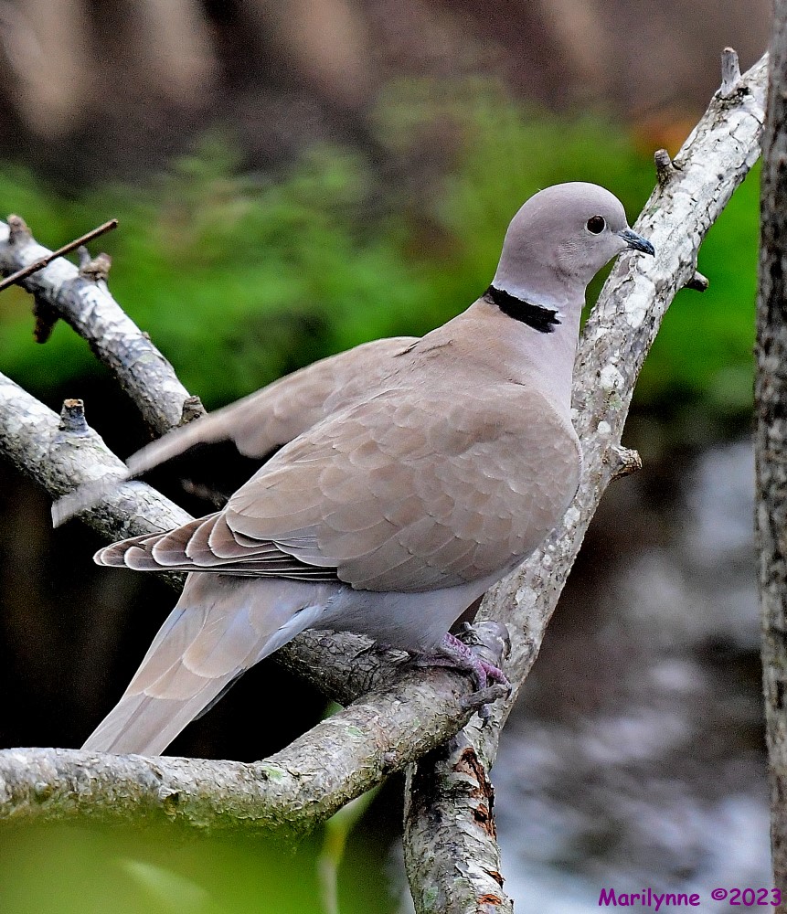 DSC_3367_001.JPG