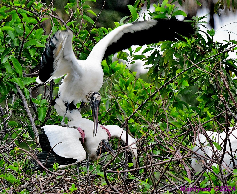 DSC_3367_001.JPG