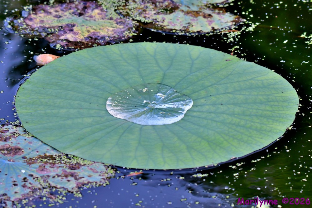DSC_3368_001.JPG