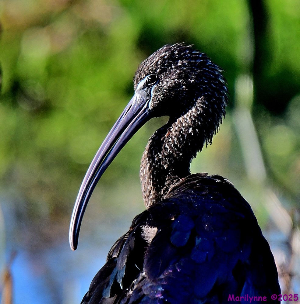 DSC_3369_001.JPG