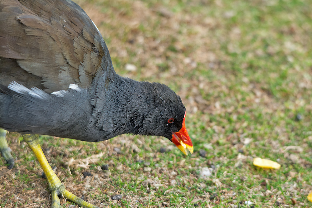 DSC_3370.jpg