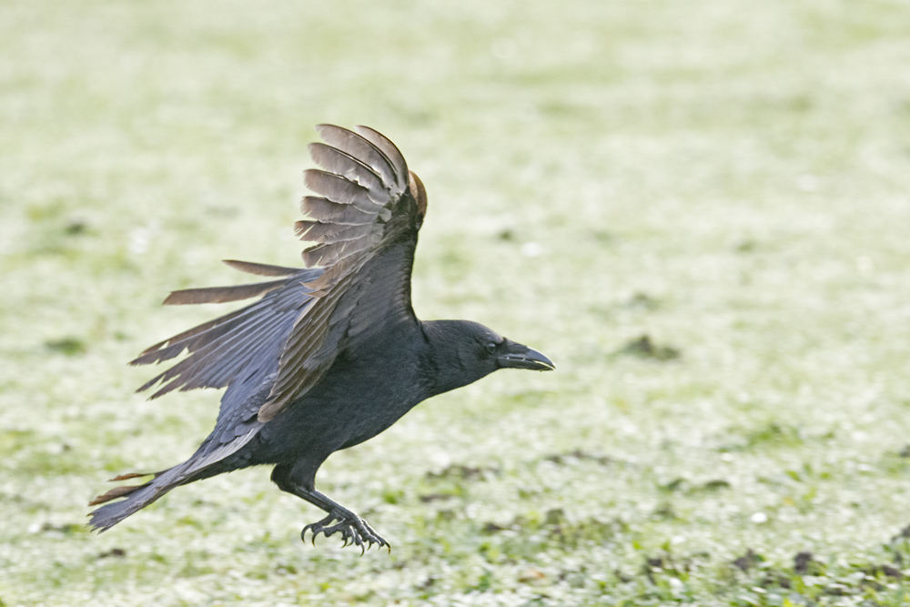 DSC_3370.jpg
