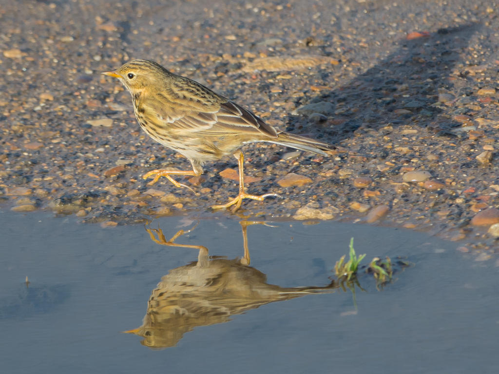 DSC_3371.jpg