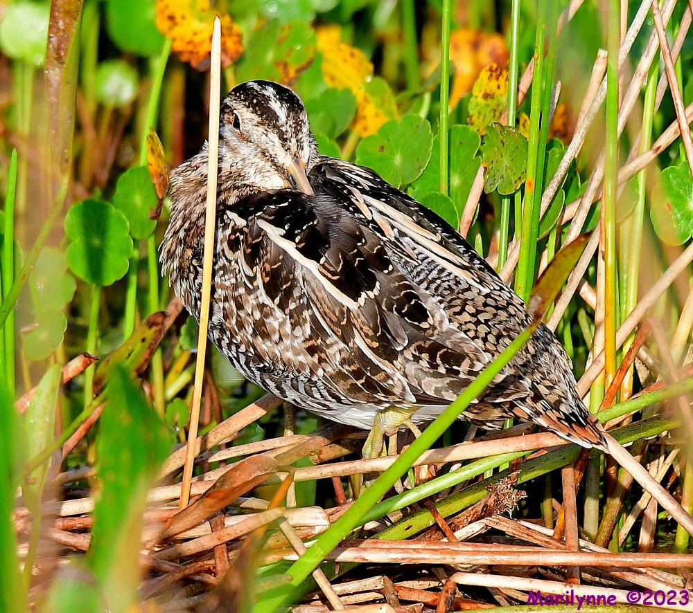 DSC_3371_001.JPG