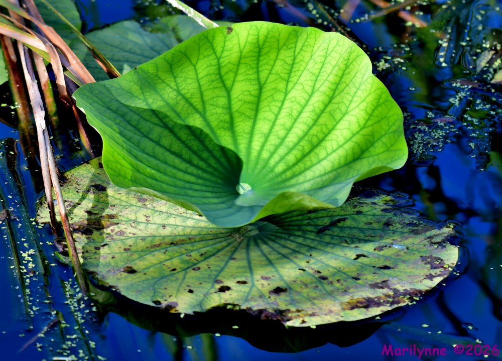 DSC_3371_001.JPG