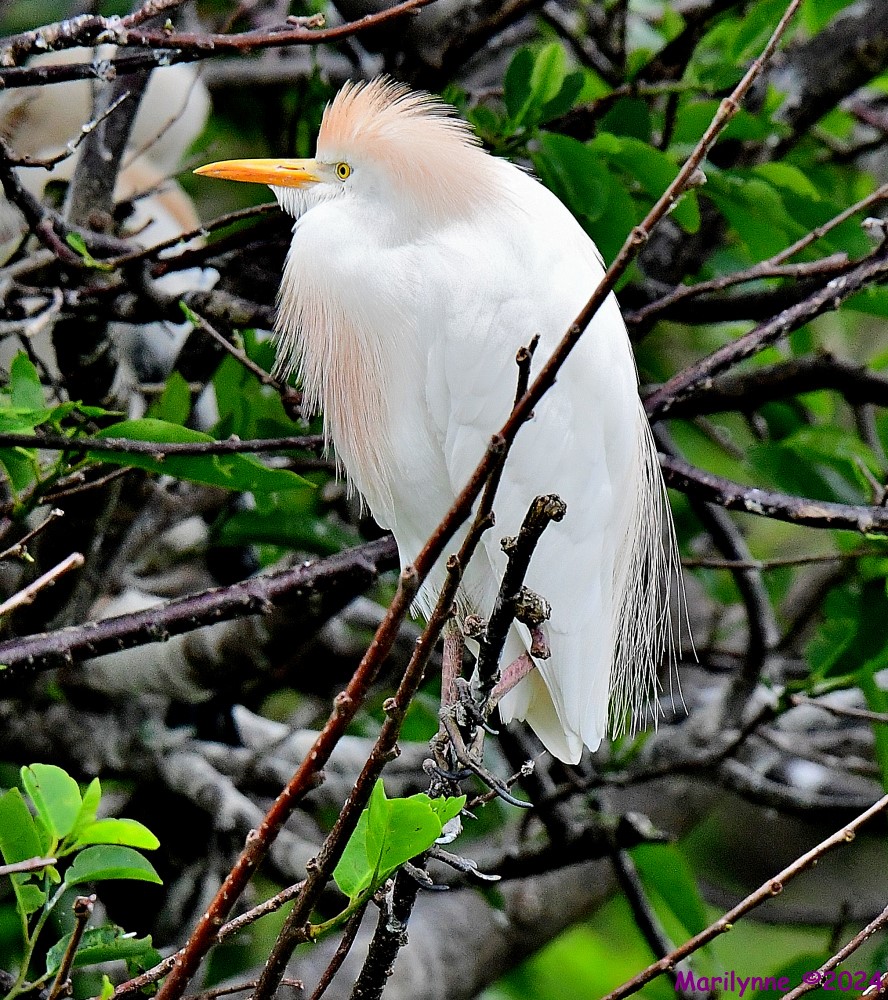DSC_3372_001.JPG