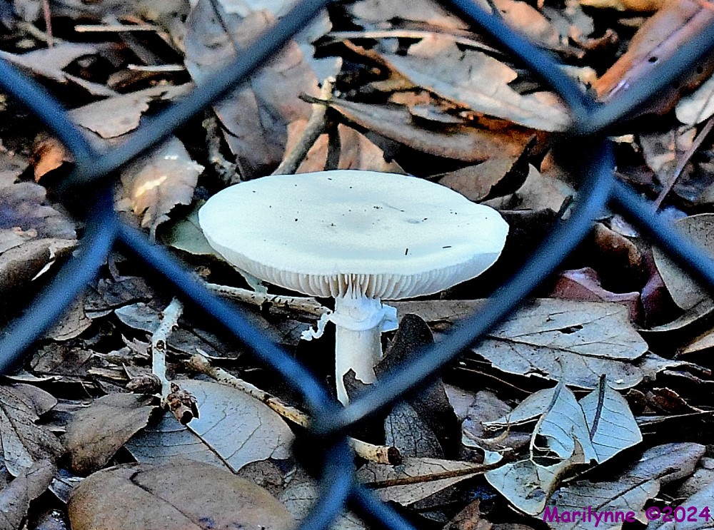 DSC_3372_001.JPG