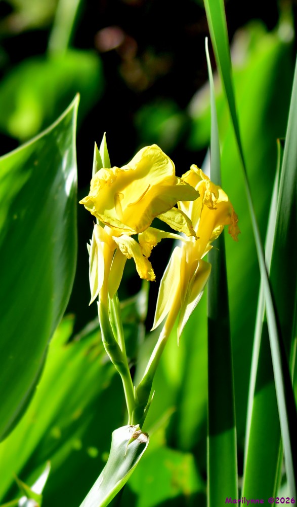 DSC_3374_001.JPG