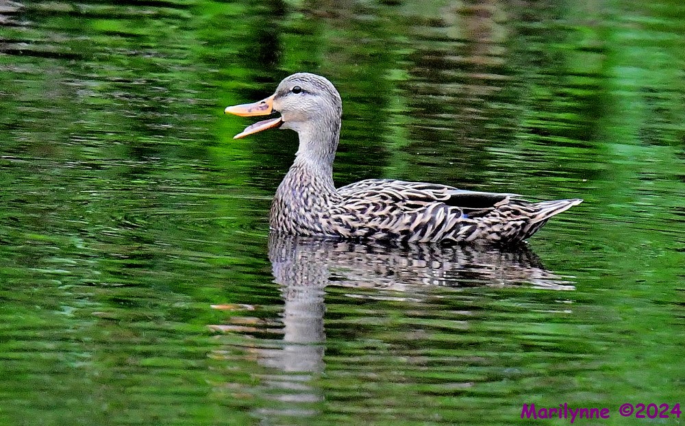 DSC_3375_001.JPG