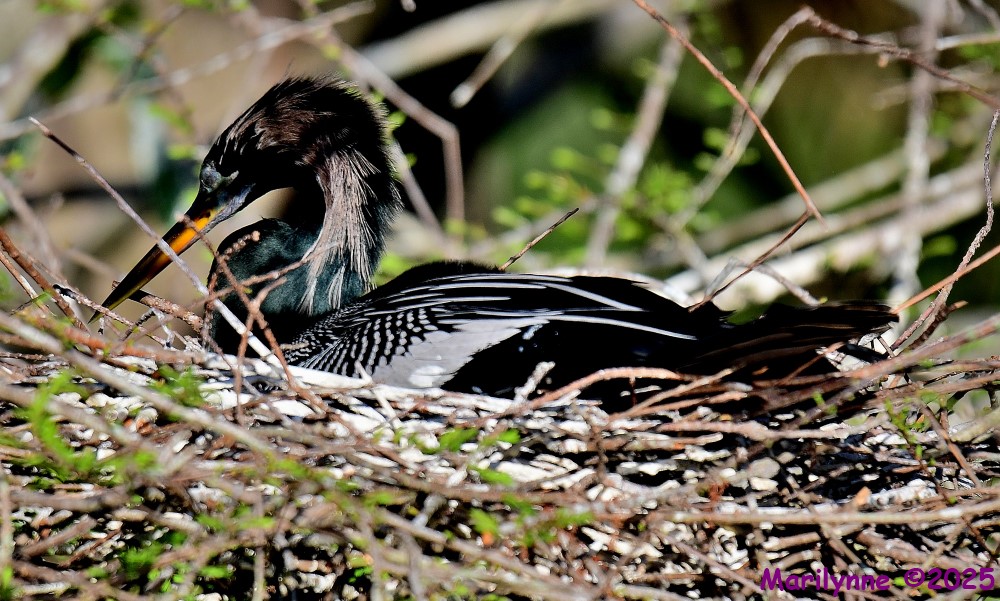 DSC_3375_001.JPG