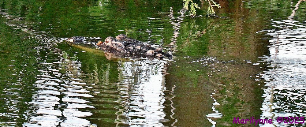DSC_3377_001.JPG
