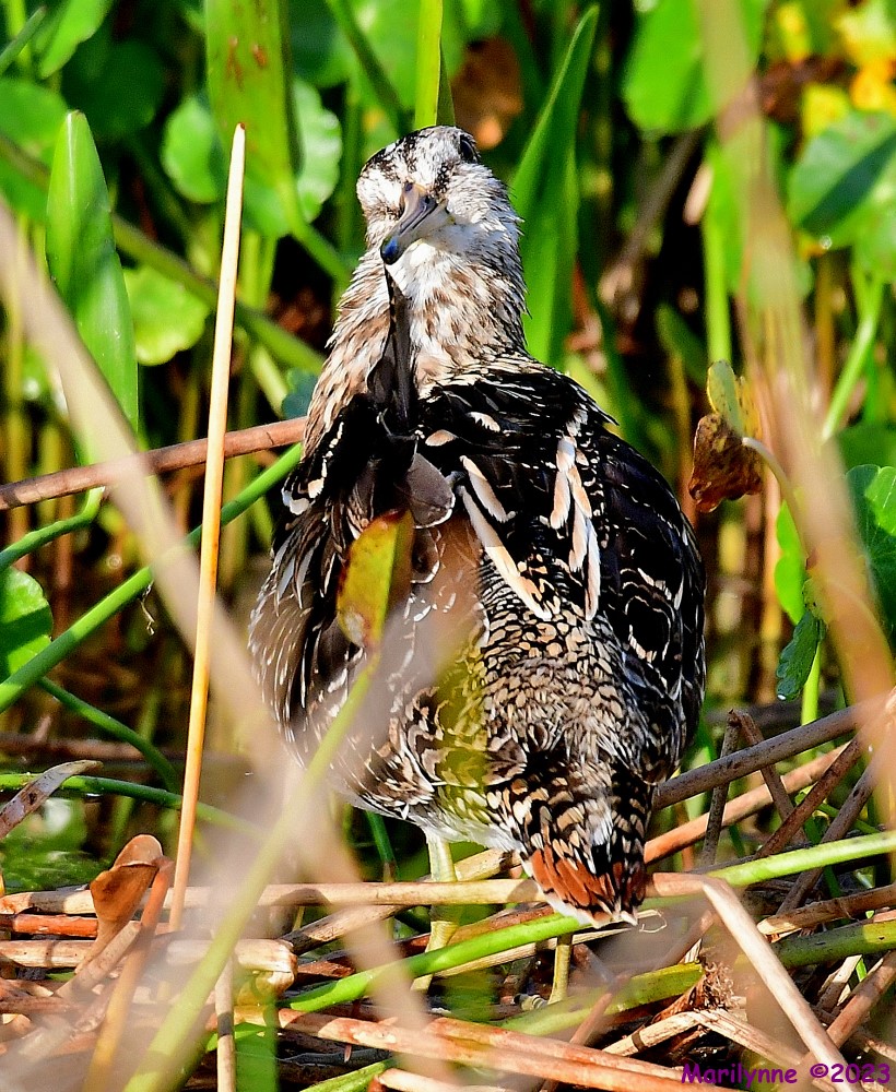 DSC_3380_001.JPG