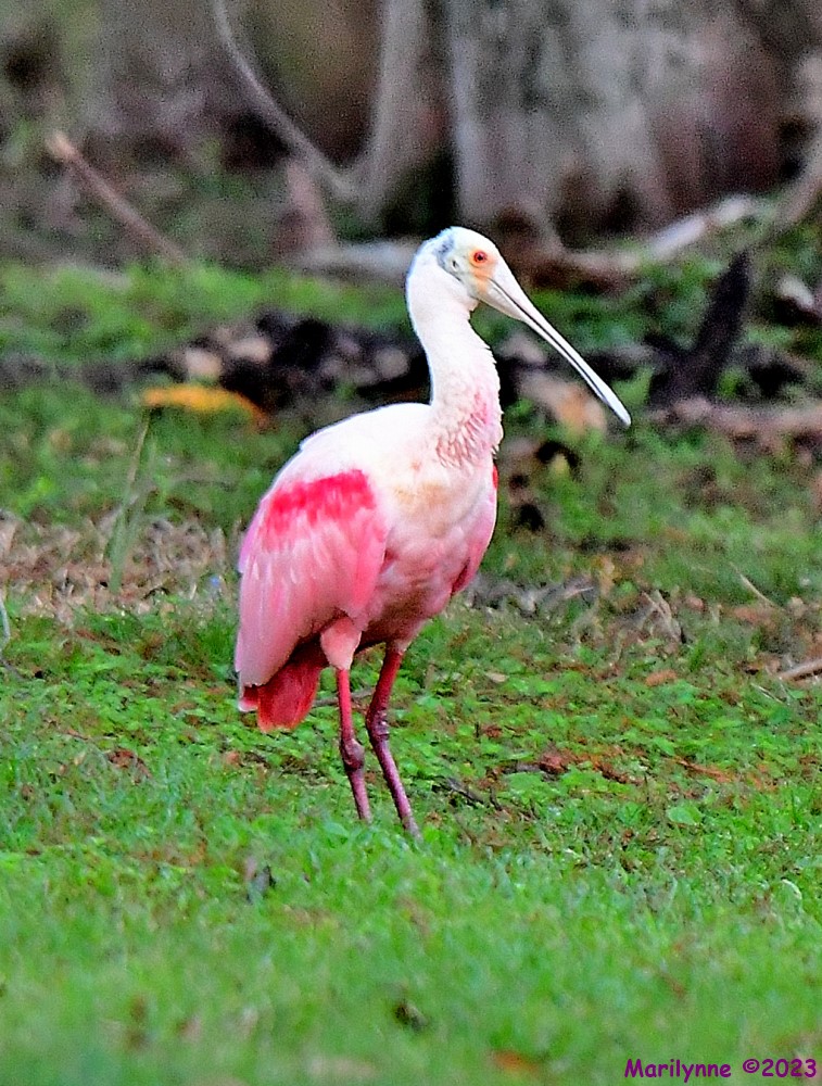 DSC_3382_001.JPG