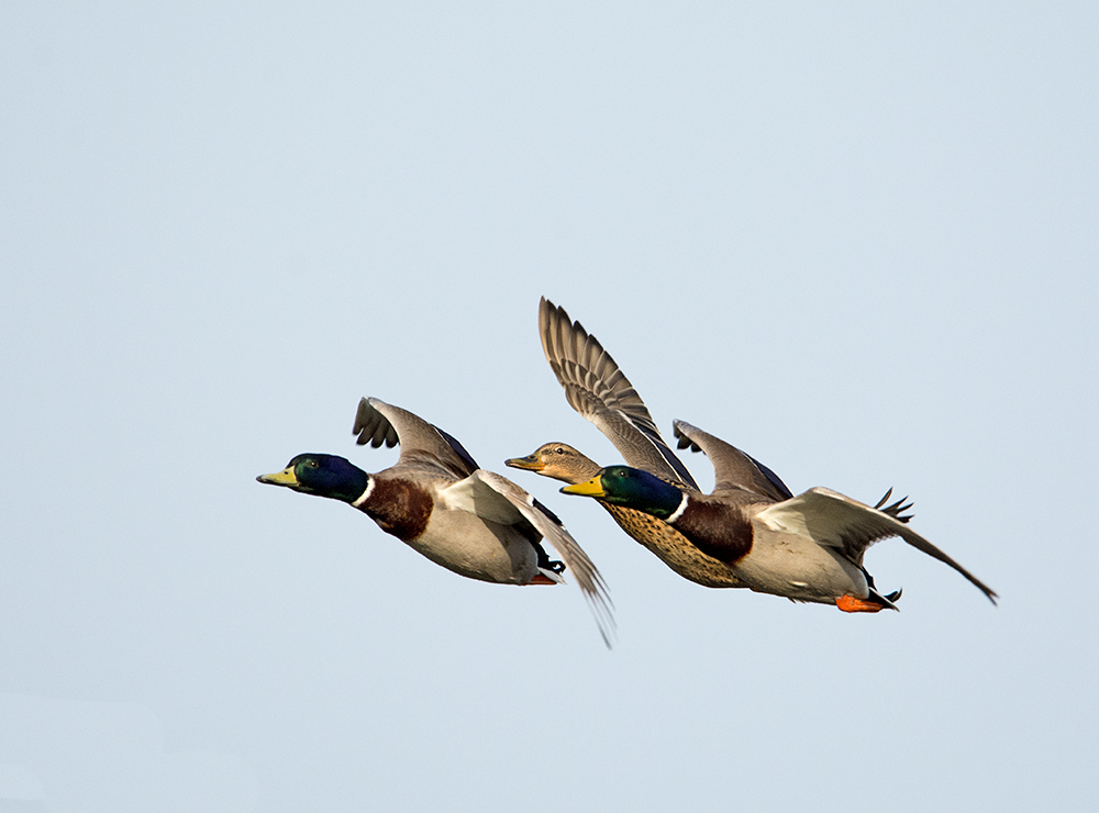 DSC_3383s.jpg