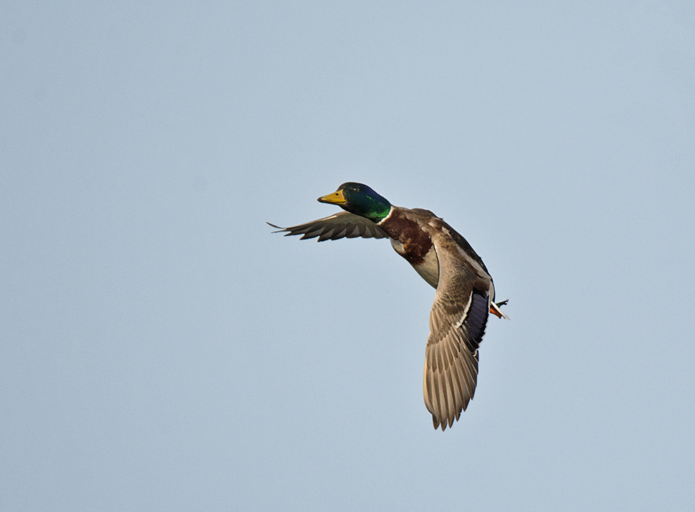 DSC_3384.jpg