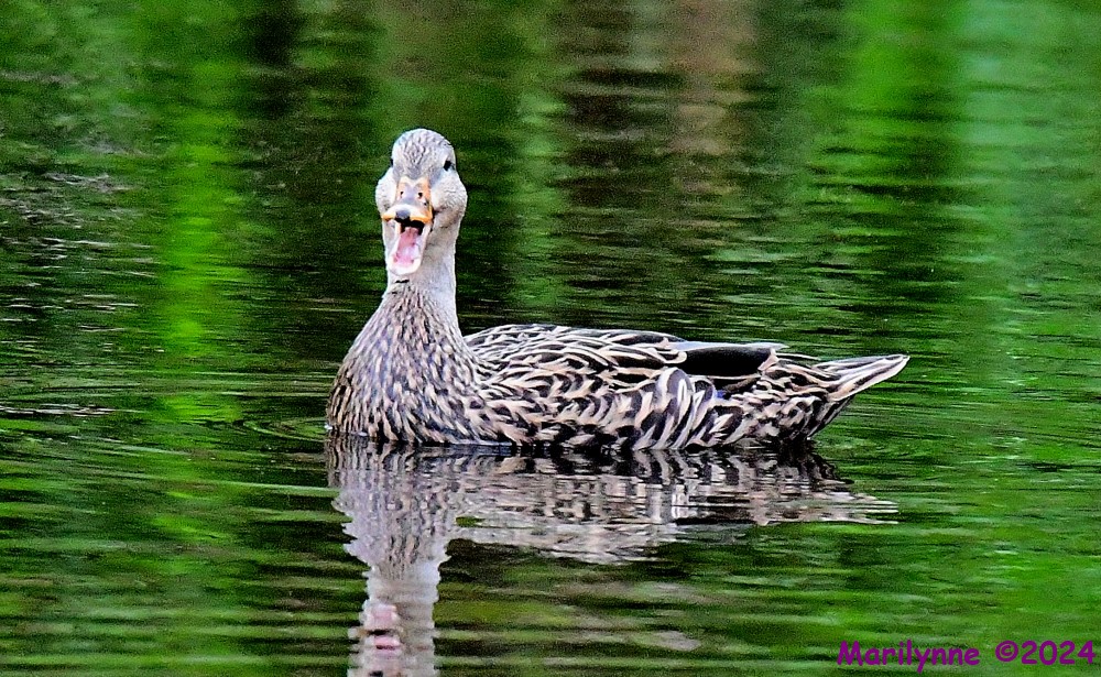 DSC_3385_001.JPG