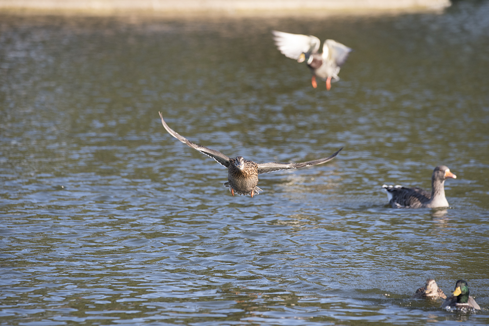 DSC_3388.jpg