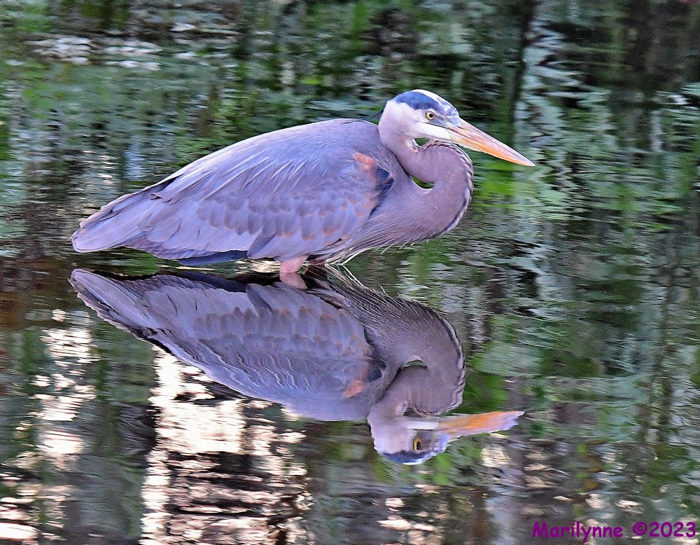 DSC_3388_001.JPG