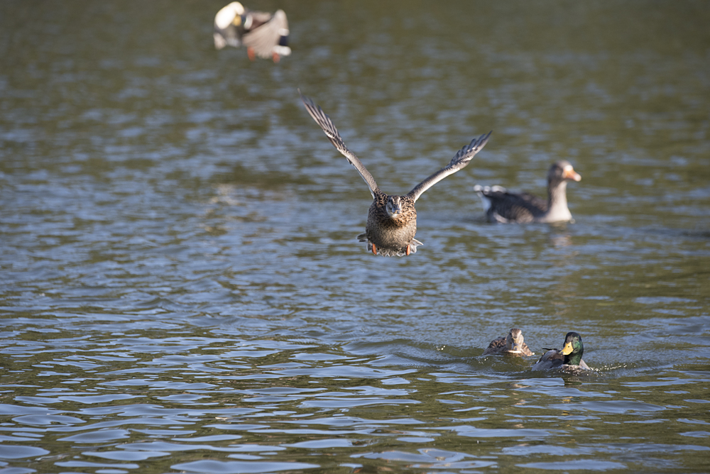 DSC_3389.jpg