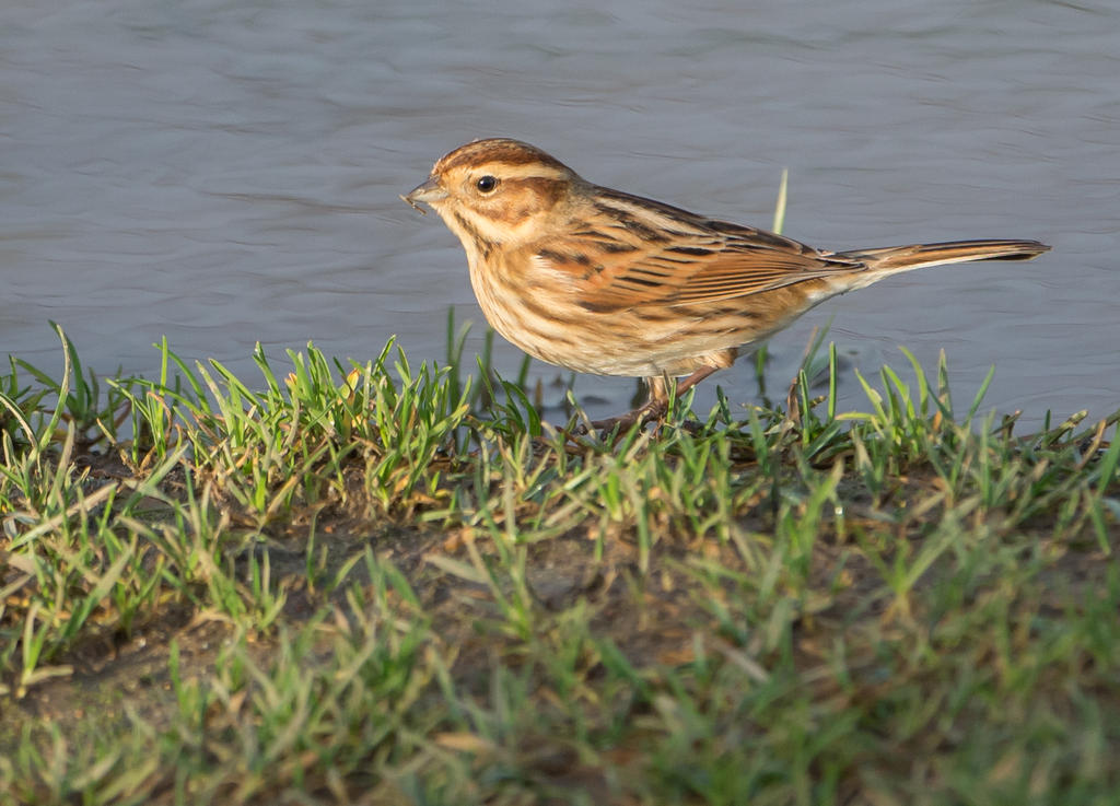 DSC_3389.jpg