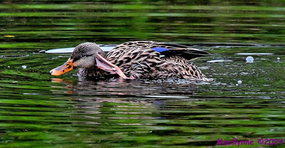 DSC_3389_001.JPG