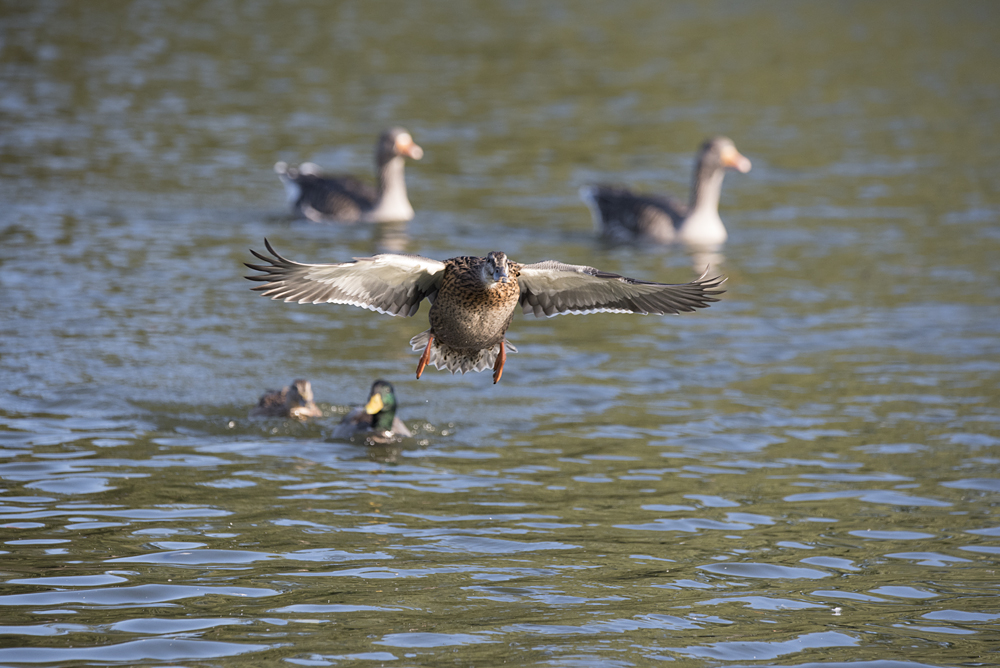 DSC_3390.jpg