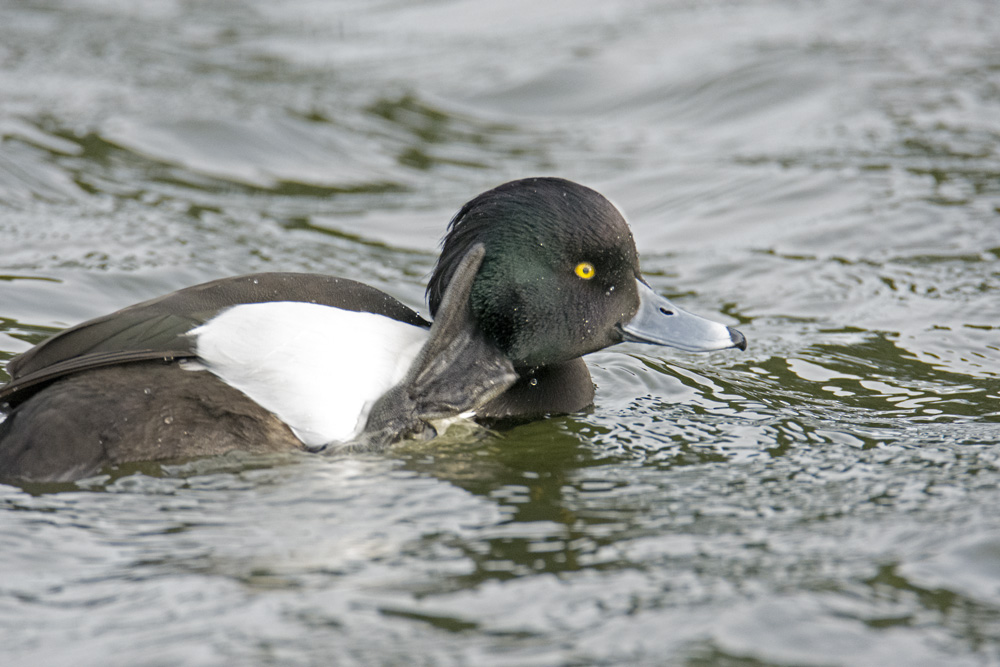DSC_3390.jpg