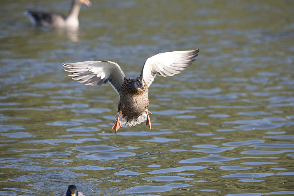 DSC_3391.jpg