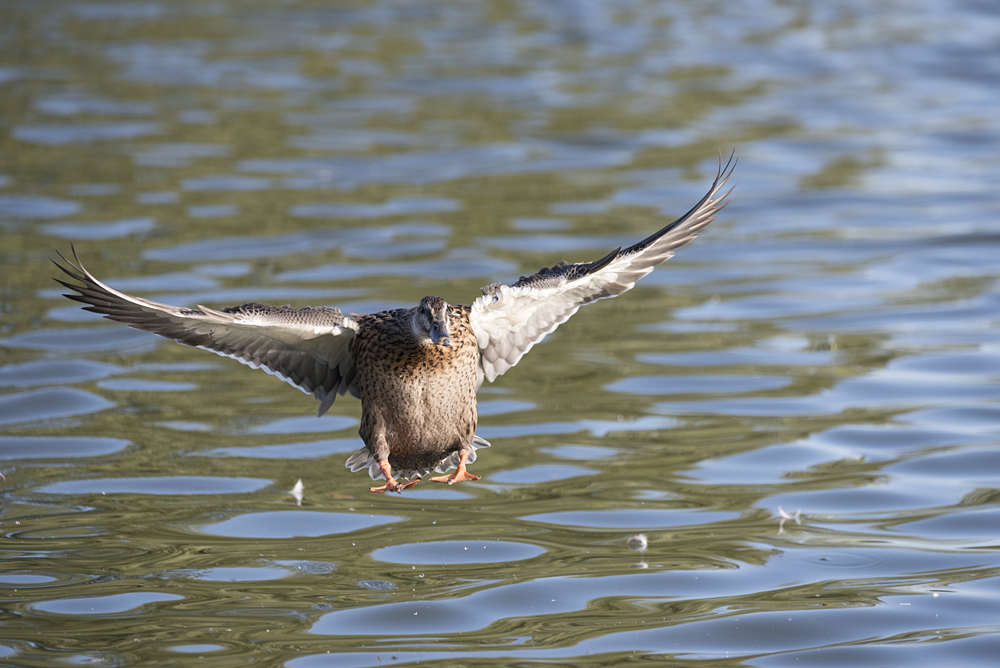 DSC_3392.jpg