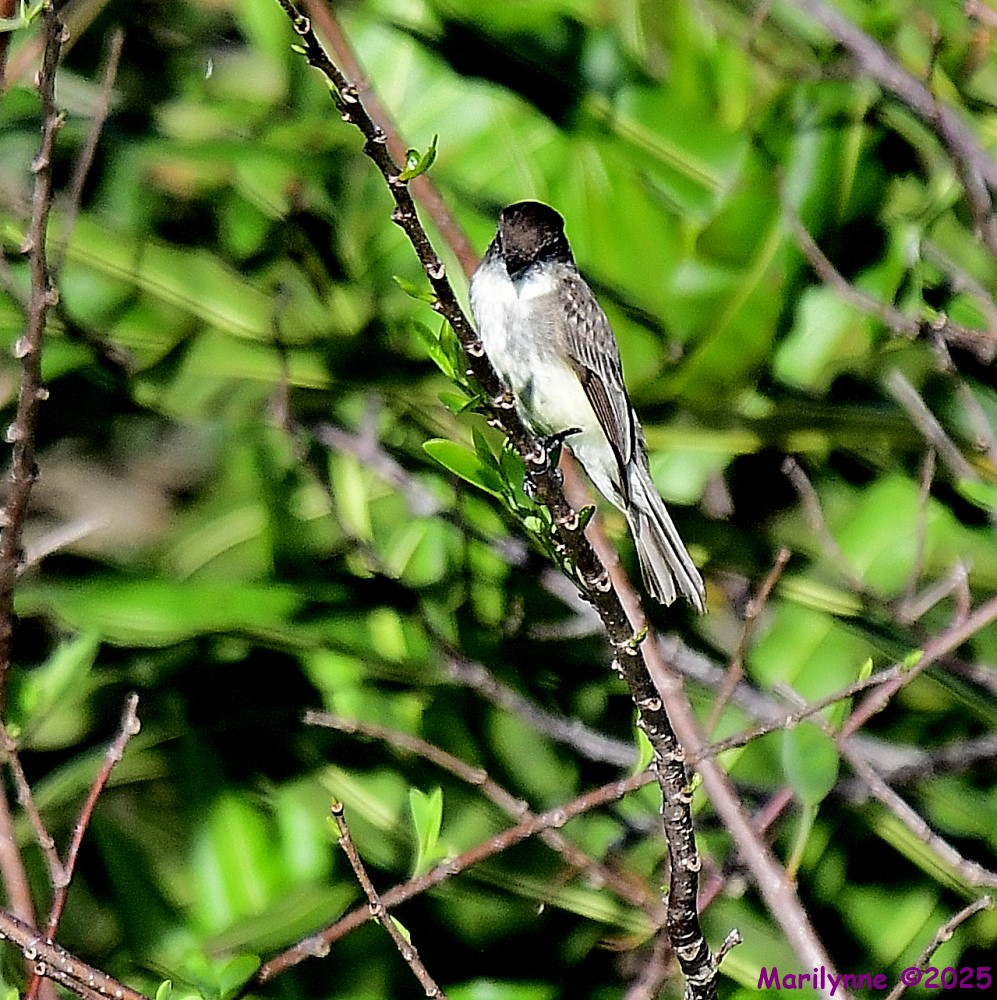 DSC_3392_001.JPG