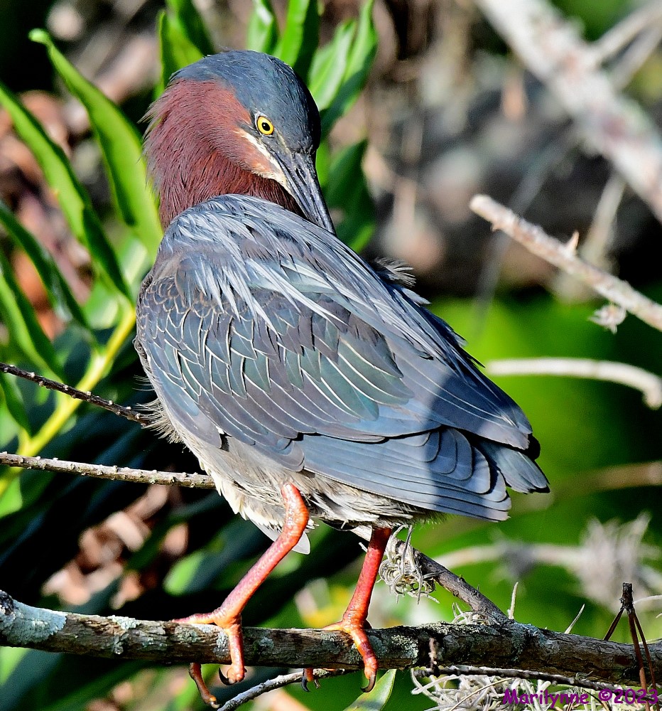 DSC_3393_001.JPG